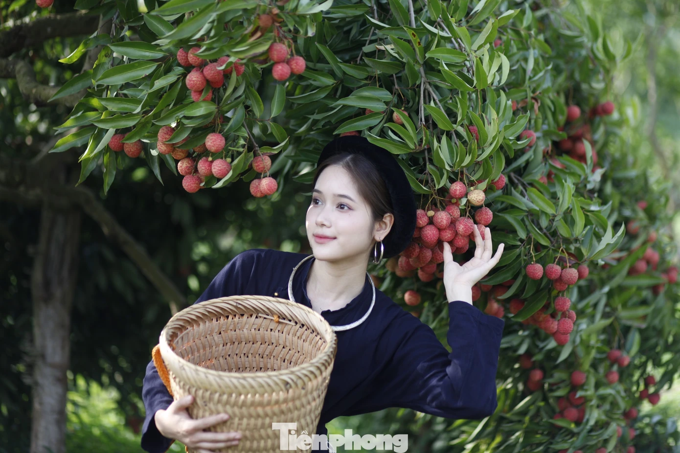 Vườn vải thiều trĩu quả ở thôn Đồng Dao, xã Quý Sơn thu hút nhiều người đến tham quan. Ảnh: Nguyễn Thắng