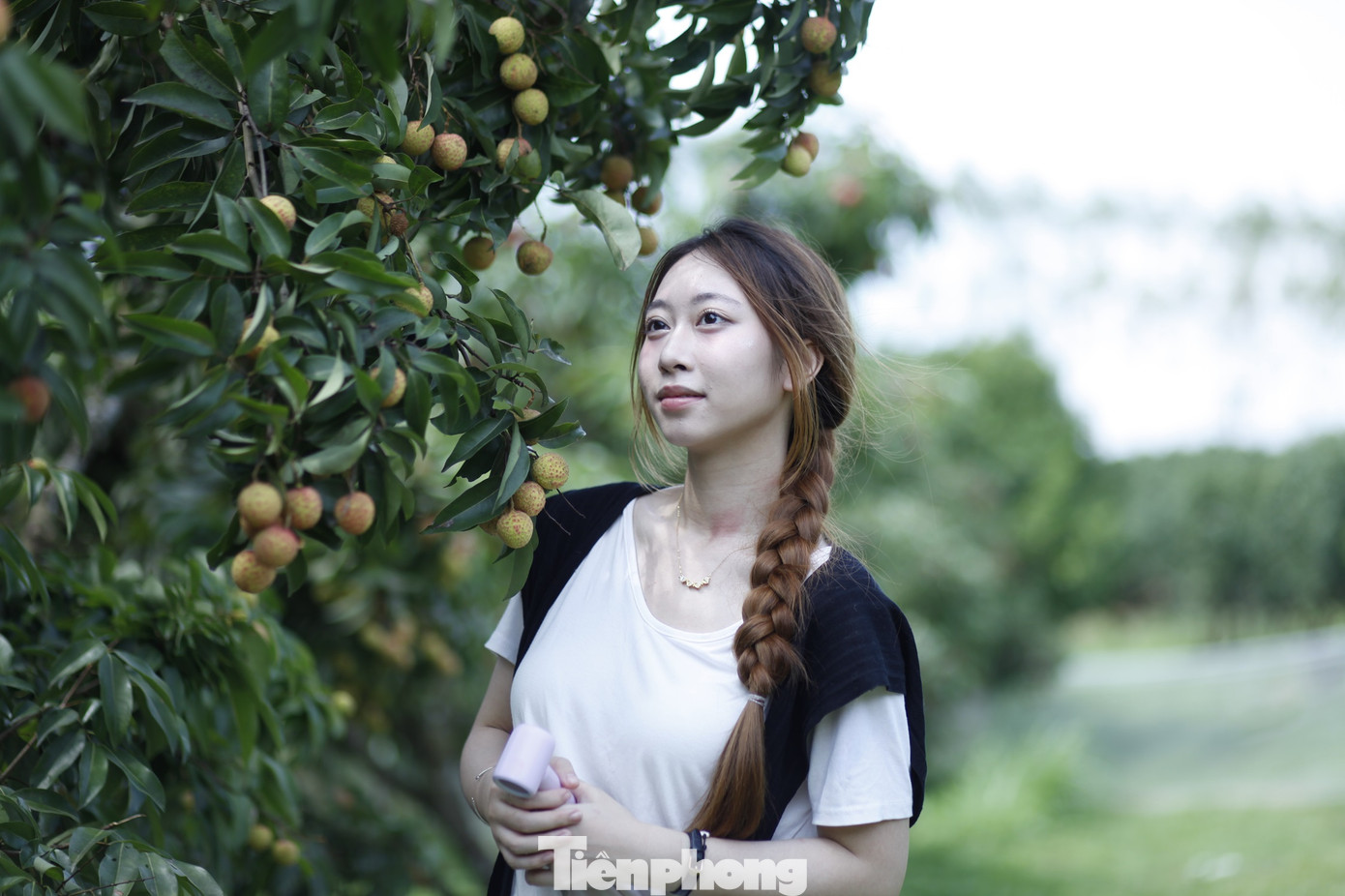 Thời điểm này, vải thiều ở tỉnh Bắc Giang đang vào chính vụ, với nhiều vườn vải đẹp để du khách đến trải nghiệm. Ảnh: Nguyễn Thắng