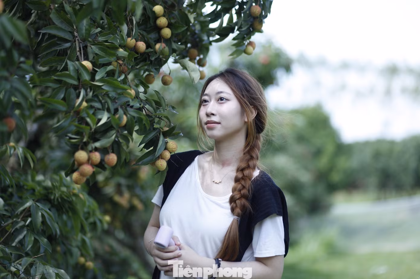 Thời điểm này, vải thiều ở tỉnh Bắc Giang đang vào chính vụ, với nhiều vườn vải đẹp để du khách đến trải nghiệm. Ảnh: Nguyễn Thắng