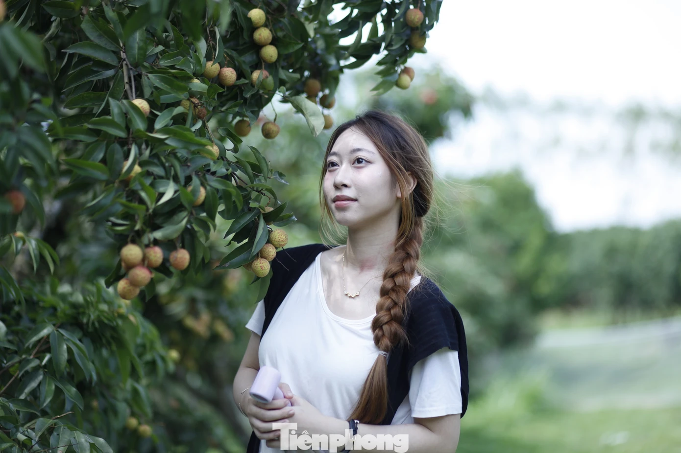 Thời điểm này, vải thiều ở tỉnh Bắc Giang đang vào chính vụ, với nhiều vườn vải đẹp để du khách đến trải nghiệm. Ảnh: Nguyễn Thắng