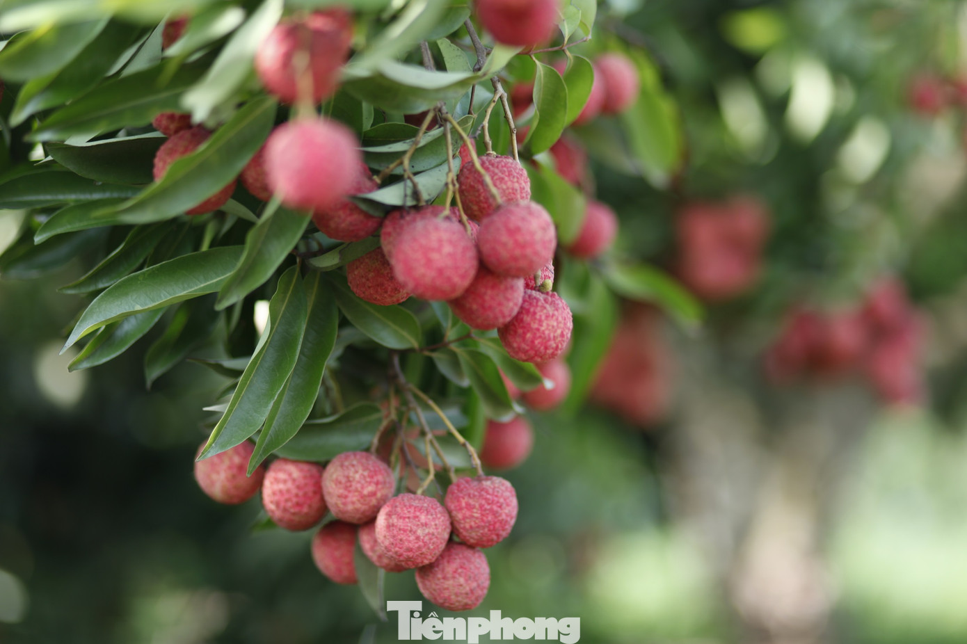 Vải thiều tỉnh Bắc Giang đạt tiêu chuẩn xuất khẩu sang nhiều nước trên thế giới như Nhật Bản, Mỹ, Châu Âu, Trung Quốc. Ảnh: Nguyễn Thắng