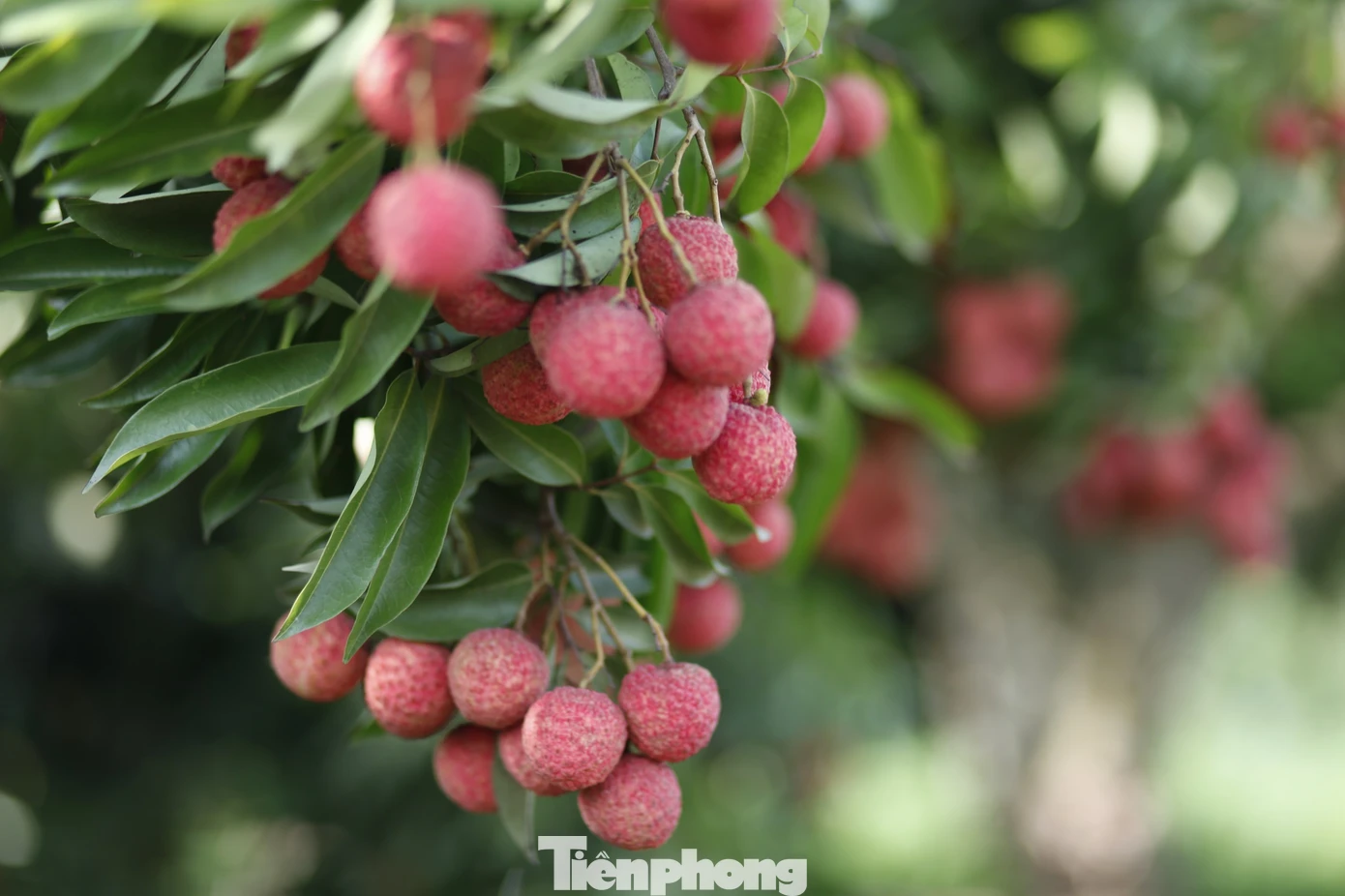 Vải thiều tỉnh Bắc Giang đạt tiêu chuẩn xuất khẩu sang nhiều nước trên thế giới như Nhật Bản, Mỹ, Châu Âu, Trung Quốc. Ảnh: Nguyễn Thắng