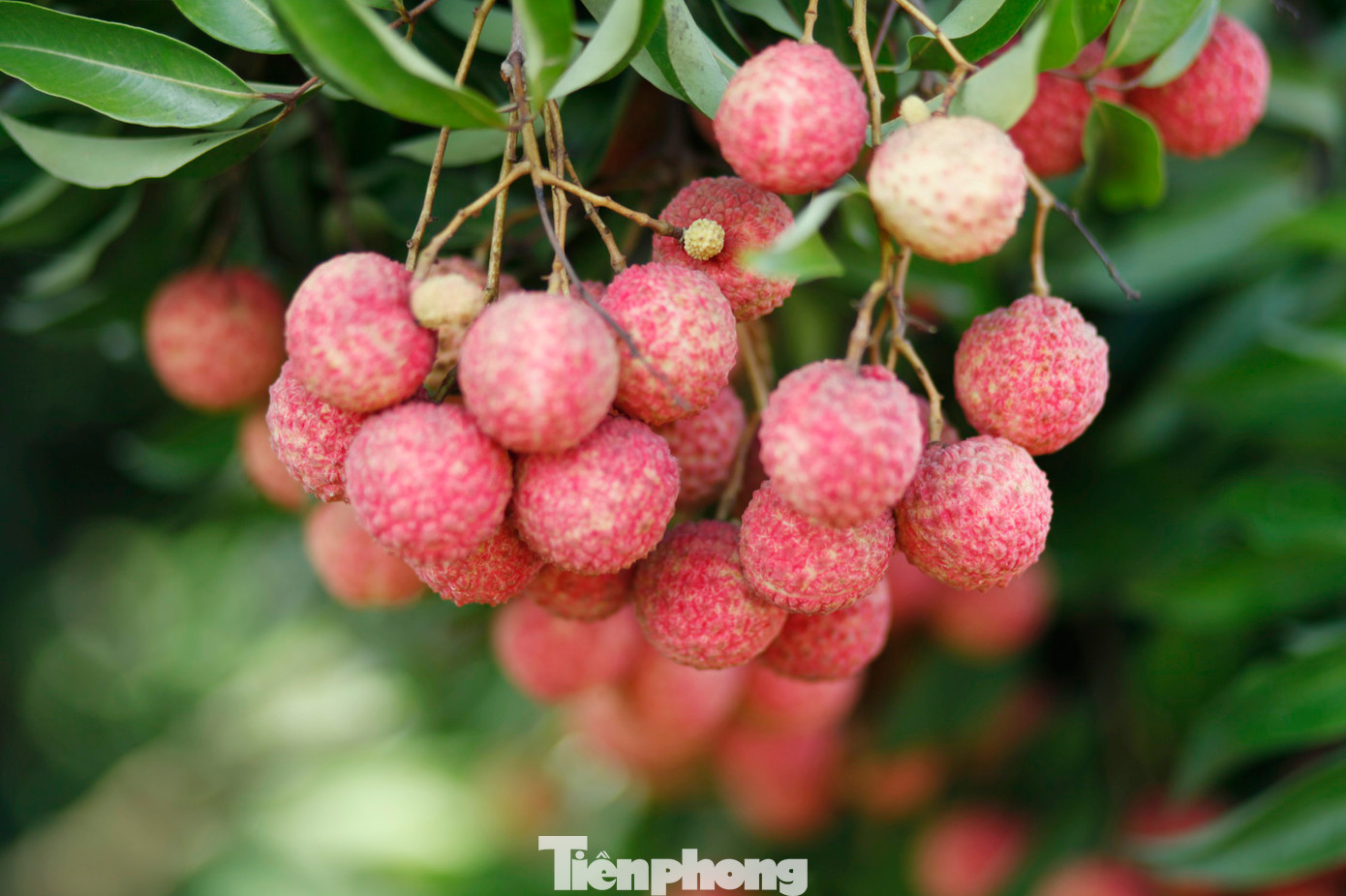 Vải thiều ở huyện Lục Ngạn chín đỏ khắp vườn. Ảnh: Nguyễn Thắng