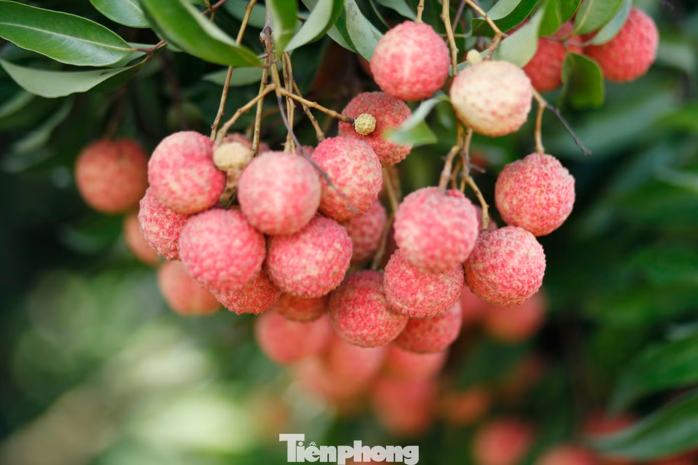 Vải thiều ở huyện Lục Ngạn chín đỏ khắp vườn. Ảnh: Nguyễn Thắng