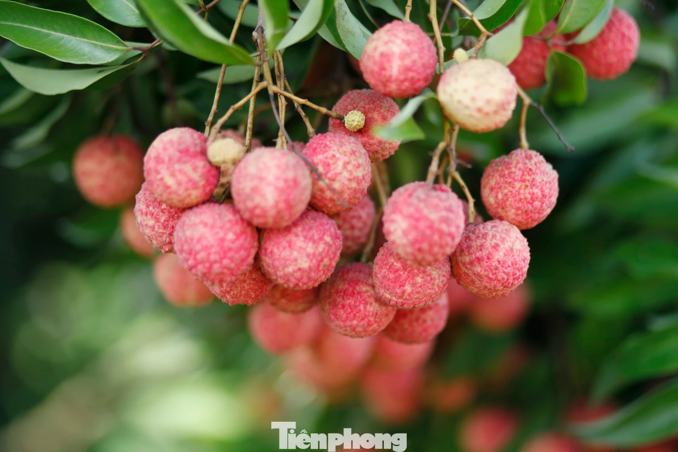 Vải thiều ở huyện Lục Ngạn chín đỏ khắp vườn. Ảnh: Nguyễn Thắng