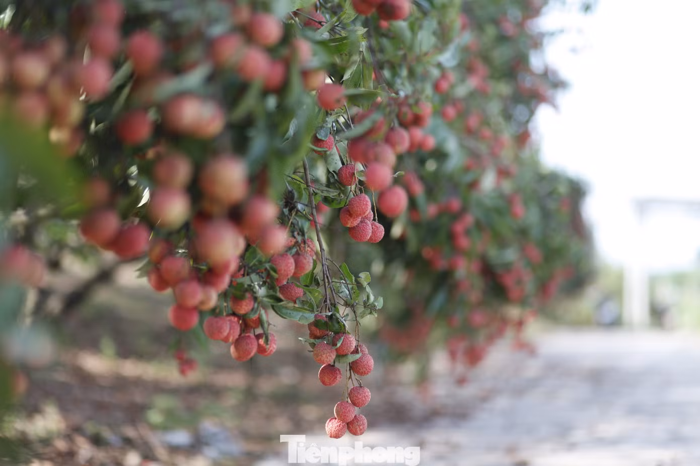 Năm nay, vải thiều ở tỉnh Bắc Giang được mùa, ước sản lượng khoảng 200.000 tấn.