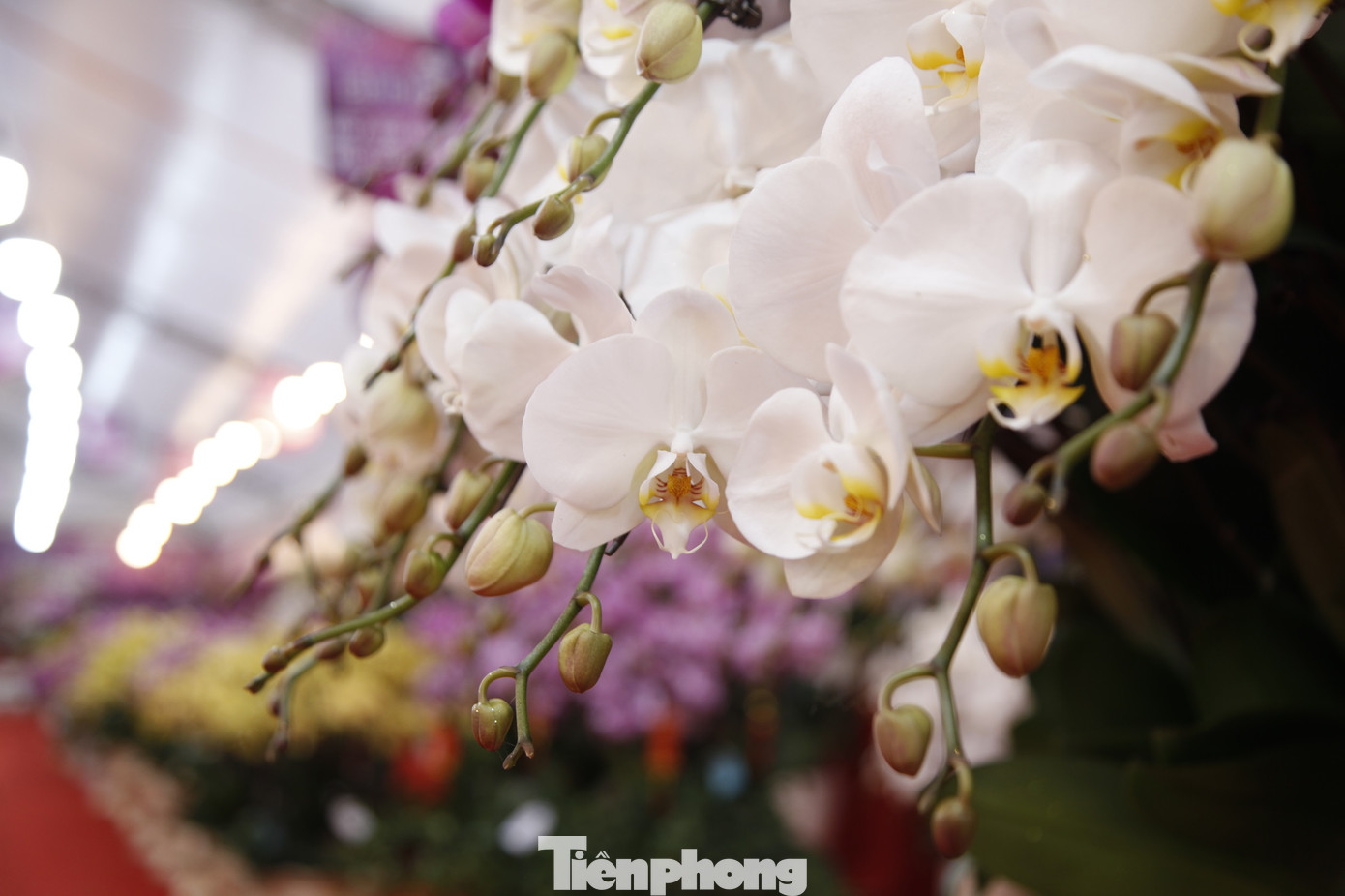 Chậu hoa lan dát vàng thu hút sự chú ý của nhiều người đến xem gian hàng. Ảnh: Nguyễn Thắng Chậu hoa lan dát vàng thu hút sự chú ý của nhiều người đến xem gian hàng. Ảnh: Nguyễn Thắng