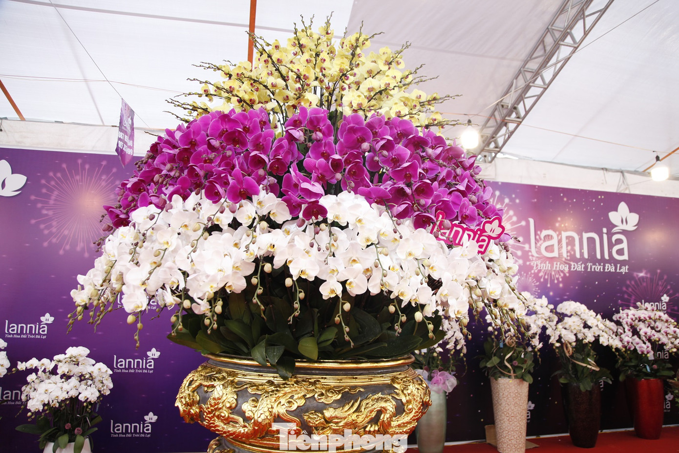 Trong chậu có gần 1000 cành hoa lan Đà Lạt. Ảnh: Nguyễn Thắng Trong chậu có gần 1000 cành hoa lan Đà Lạt. Ảnh: Nguyễn Thắng