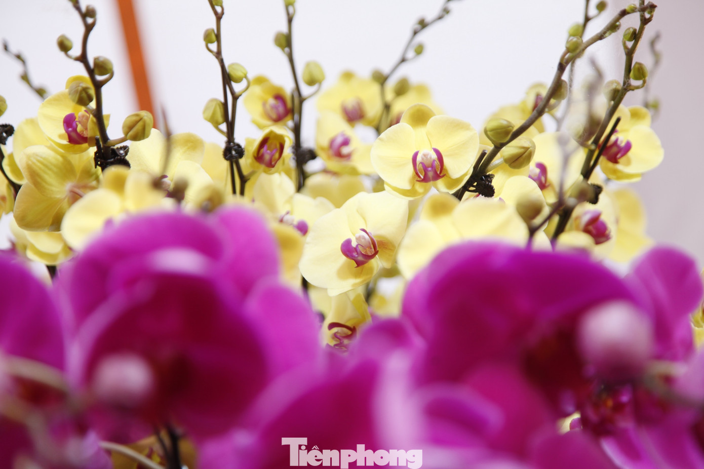 Hoa lan trong chậu được nhập từ Đà Lạt. Hoa lan trong chậu được nhập từ Đà Lạt.