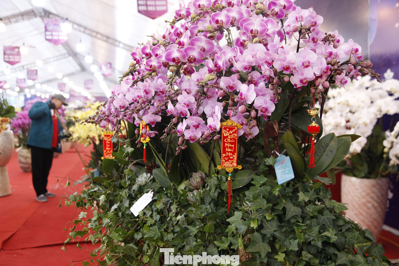 Ngoài chậu hoa lan dát vàng, gian hàng còn có nhiều chậu hoa lan có giá hàng chục triệu đồng. Ảnh: Nguyễn Thắng Ngoài chậu hoa lan dát vàng, gian hàng còn có nhiều chậu hoa lan có giá hàng chục triệu đồng. Ảnh: Nguyễn Thắng