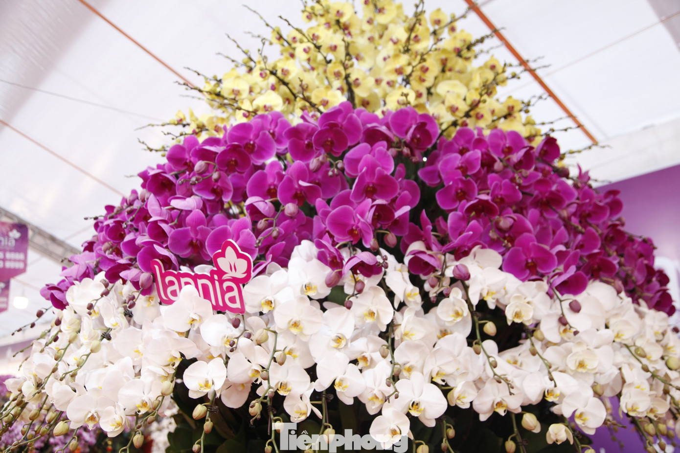 Chậu có gần 1000 cành hoa lan với 3 màu trắng, tím, vàng. Ảnh: Nguyễn Thắng Chậu có gần 1000 cành hoa lan với 3 màu trắng, tím, vàng. Ảnh: Nguyễn Thắng