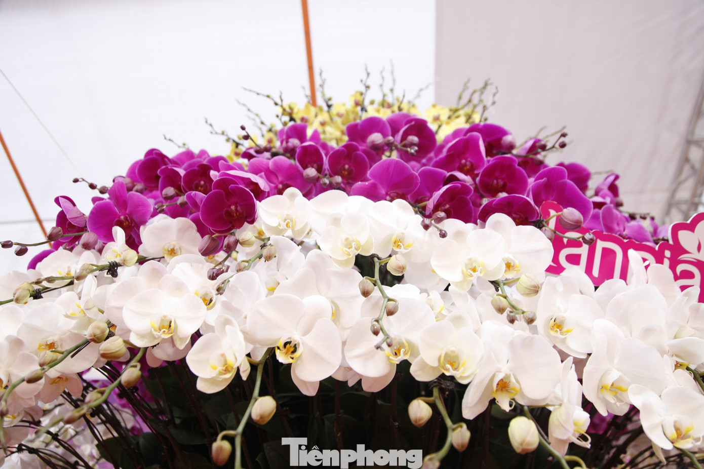 Theo chủ gian hàng, đây được xem là chậu hoa lan có giá tiền nhiều nhất ở tỉnh Bắc Giang. Ảnh: Nguyễn Thắng Theo chủ gian hàng, đây được xem là chậu hoa lan có giá tiền nhiều nhất ở tỉnh Bắc Giang. Ảnh: Nguyễn Thắng