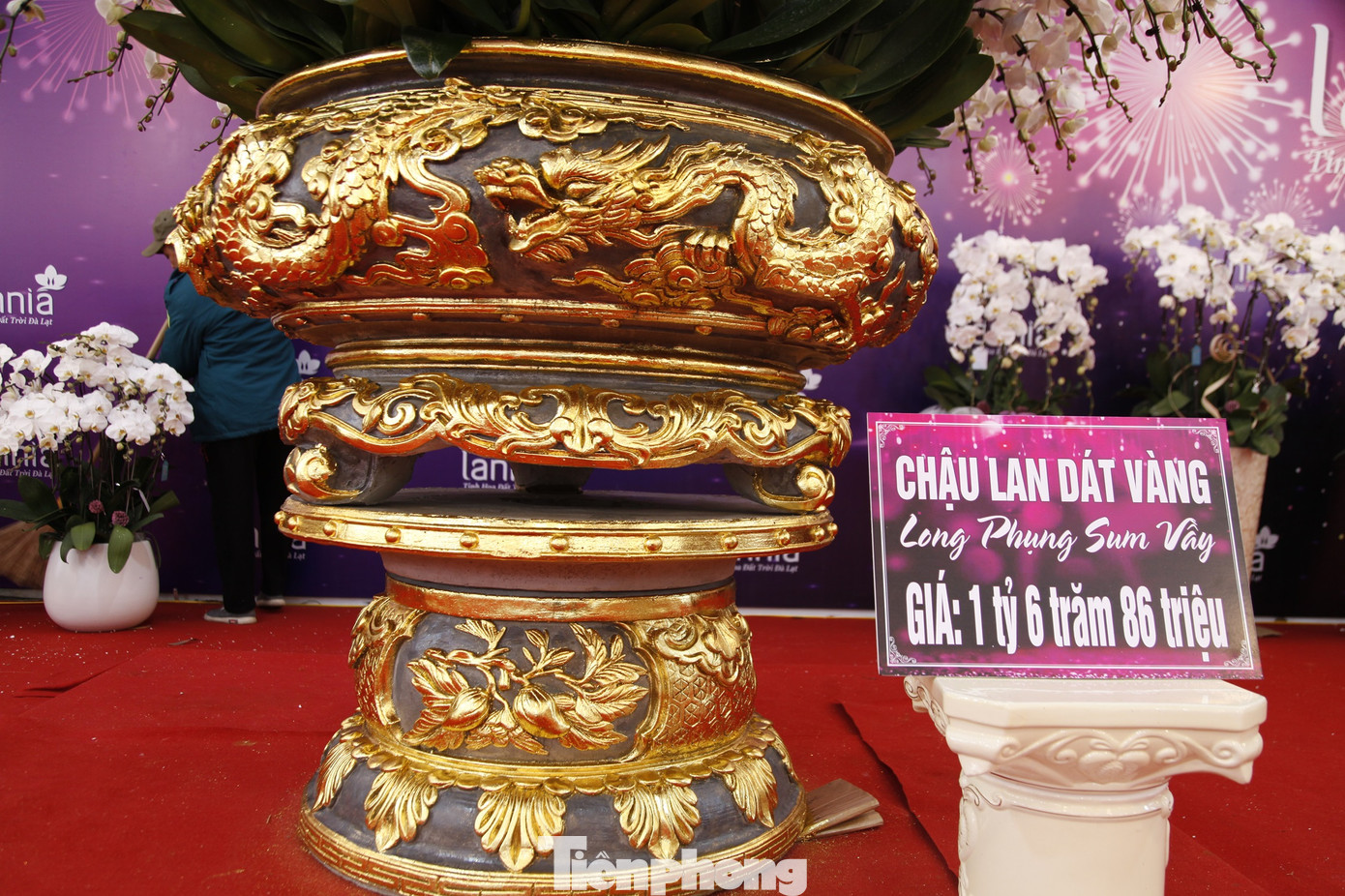 Theo anh Phạm Văn Huy - chủ gian hàng, chậu hoa lan này được dát vàng 24k với khoảng 5- 6 cây vàng. Ảnh: Nguyễn Thắng Theo anh Phạm Văn Huy - chủ gian hàng, chậu hoa lan này được dát vàng 24k với khoảng 5- 6 cây vàng. Ảnh: Nguyễn Thắng
