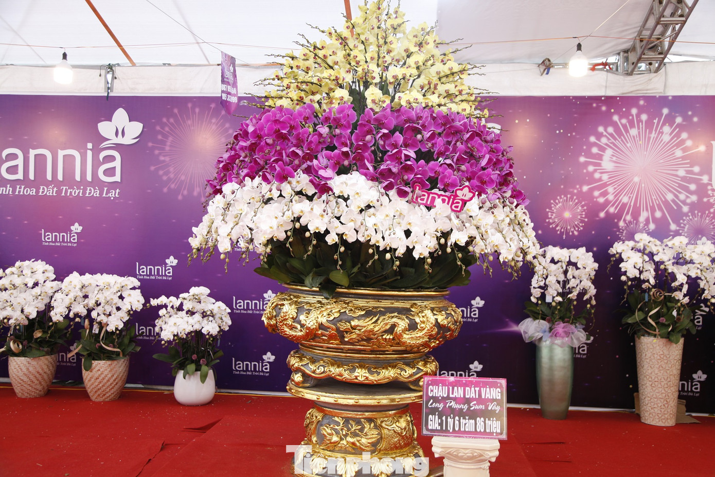 Gian hàng có chậu hoa lan dát vàng giá hơn 1,6 tỷ đồng nằm sát cổng Công viên Hoàng Hoa Thám (thành phố Bắc Giang). Ảnh: Nguyễn Thắng Gian hàng có chậu hoa lan dát vàng giá hơn 1,6 tỷ đồng nằm sát cổng Công viên Hoàng Hoa Thám (thành phố Bắc Giang). Ảnh: Nguyễn Thắng