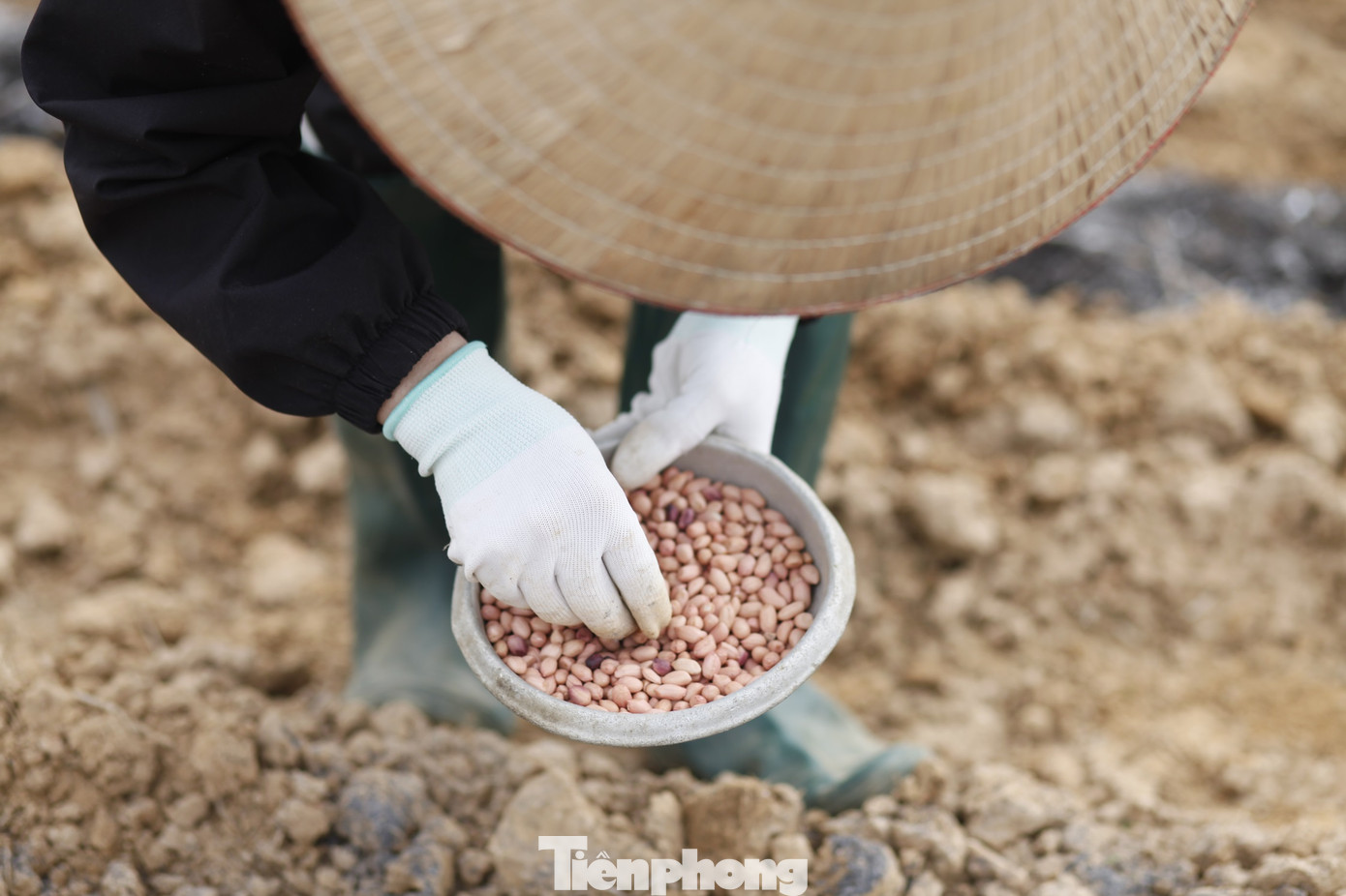 Một nông dân đang gieo hạt lạc xuống ruộng. Ảnh: Nguyễn Thắng.