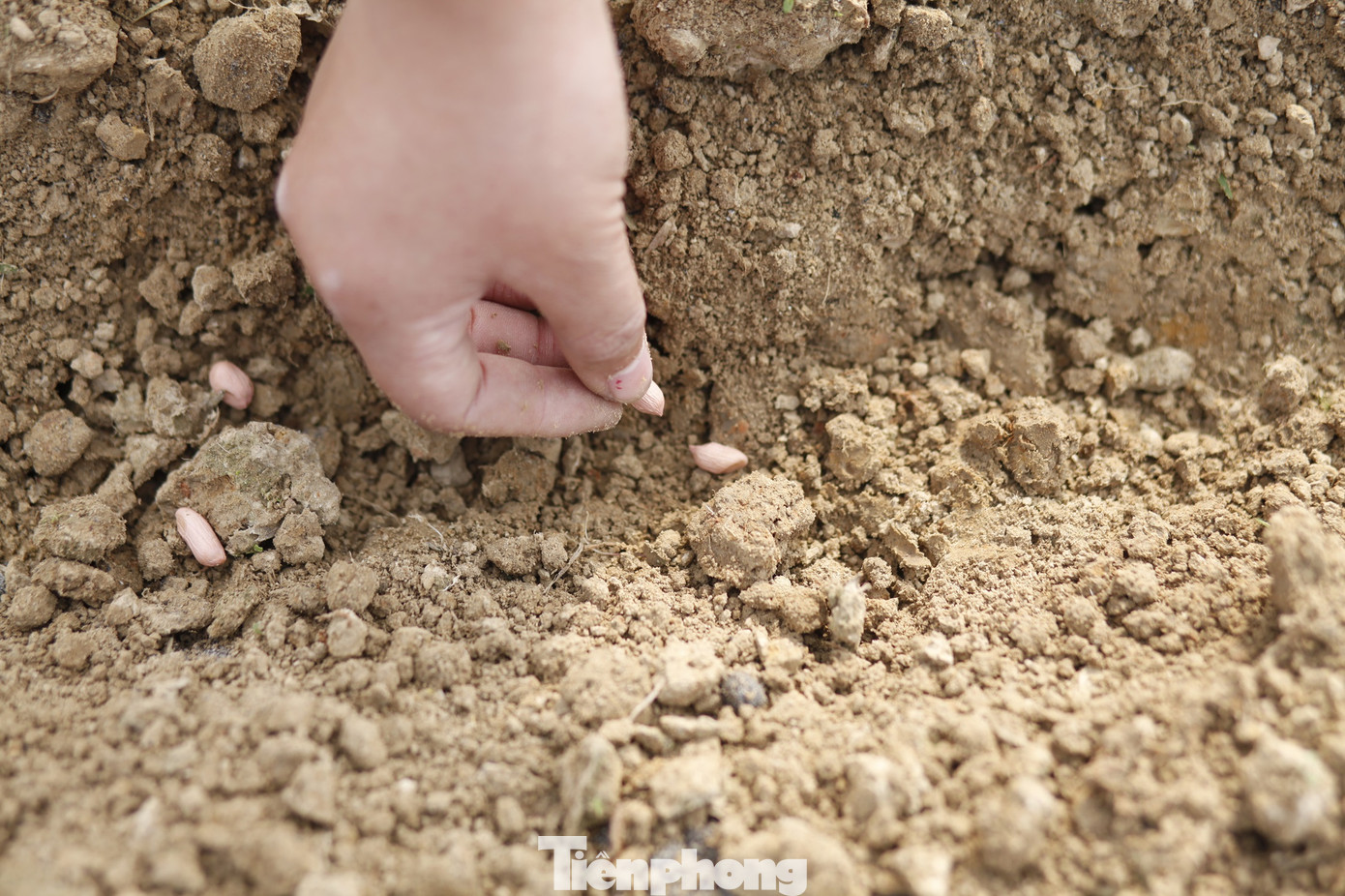 Nhiều nông dân Bắc Giang chia sẻ, ngày đầu xuống đồng thời tiết thuận lợi, báo hiệu mùa màng bội thu. Ảnh: Nguyễn Thắng.