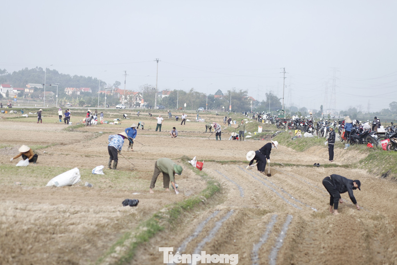 Sáng sớm mùng 4 Tết, nông dân ở xã Tiên Sơn, thị xã Việt Yên (Bắc Giang) đã hồ hởi xuống đồng. Ảnh: Nguyễn Thắng.