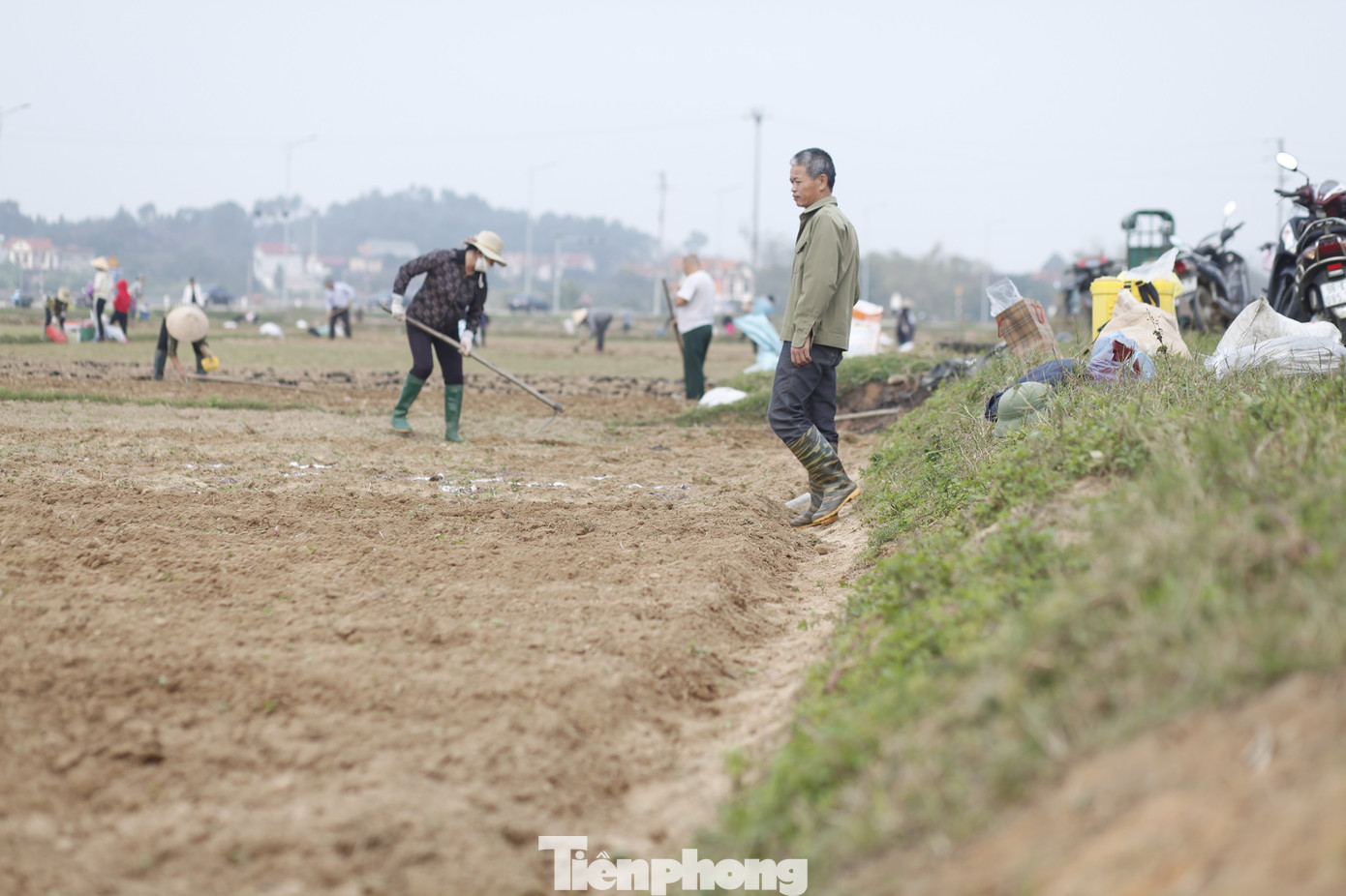 Theo ghi nhận của phóng viên Tiền Phong, tại một cánh đồng ở xã Tiên Sơn, hàng trăm nông dân làm đất để trồng lạc. Ảnh: Nguyễn Thắng.