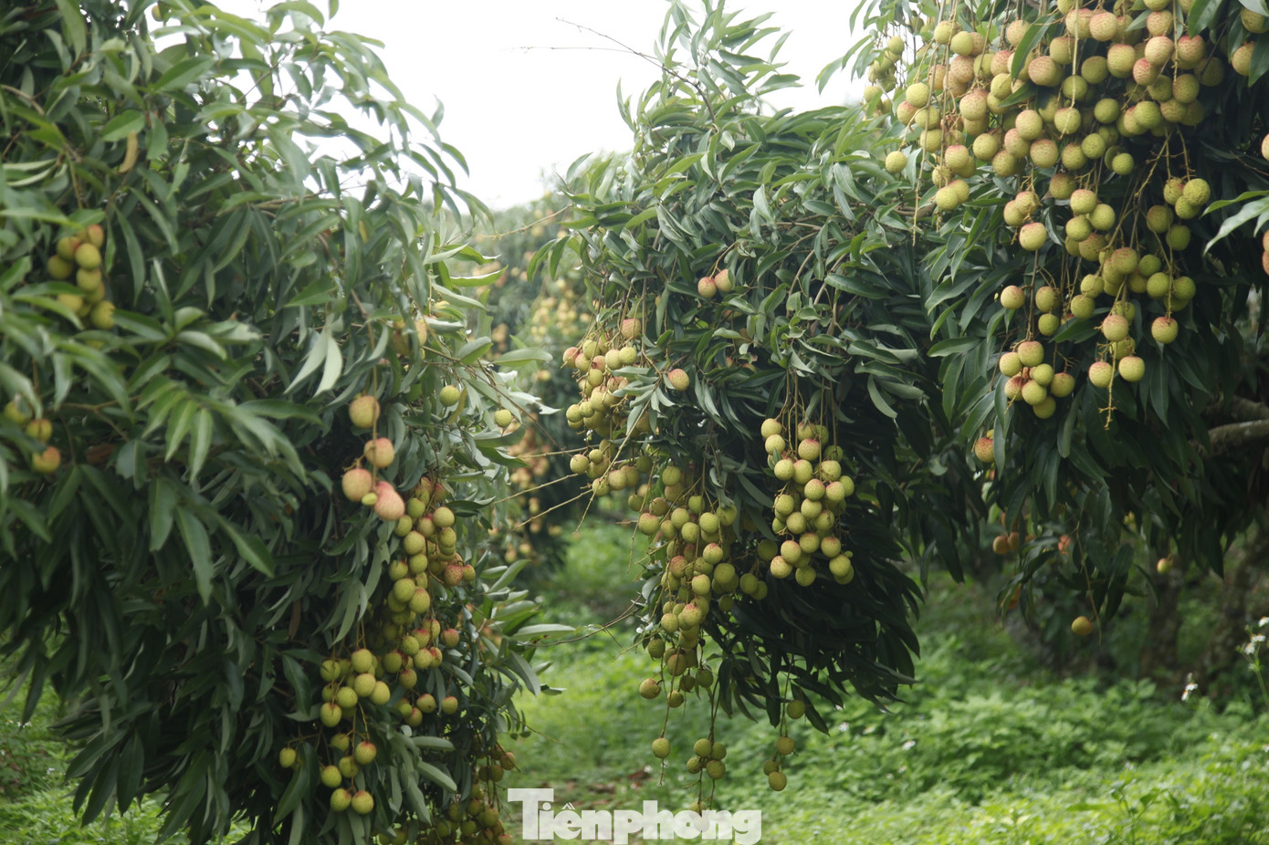 Vườn vải thiều của gia đình anh Đỗ Văn Phương ở huyện Lục Ngạn, Bắc Giang bắt đầu chín. Ảnh: Nguyễn Thắng.