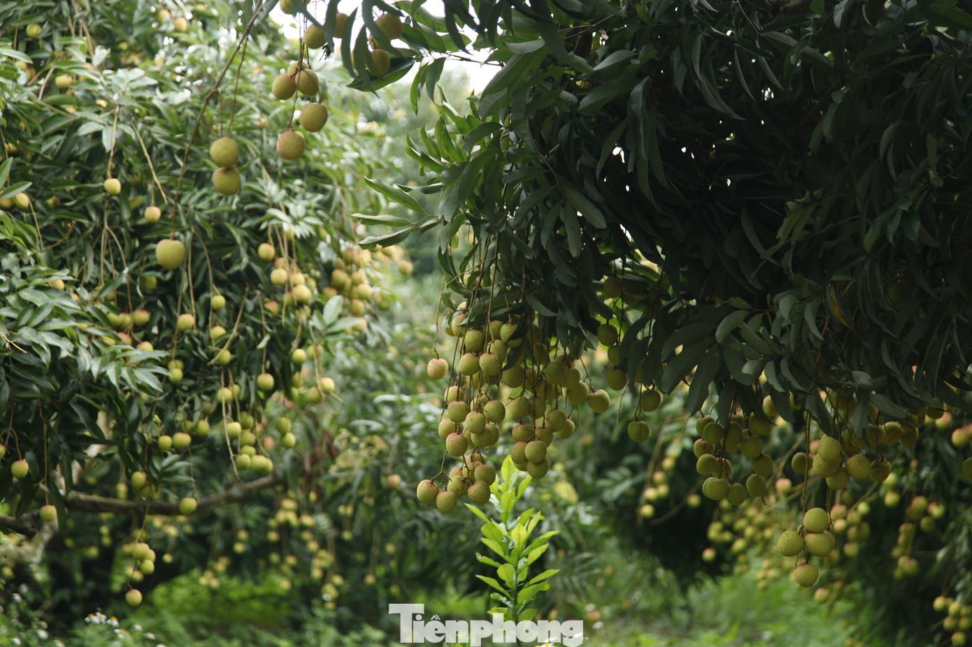 Theo UBND huyện Lục Ngạn, thị trường tiêu thụ vải thiều trong nước chiếm 40%, thị trường xuất khẩu chiếm 60%. Thị trường trong nước tập trung vào các trung tâm thương mại, các chợ đầu mối lớn như Hà Nội, TPHCM, Đồng Nai, các nhà phân phối, tập đoàn bán lẻ, sàn thương mại điện tử. Ảnh: Nguyễn Thắng.