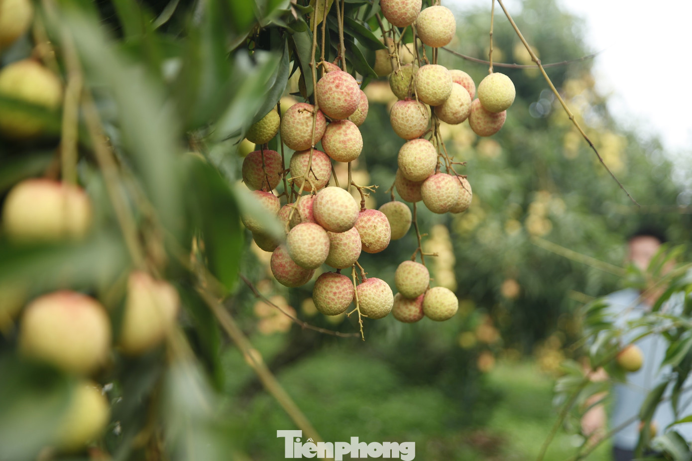 Tỉnh Bắc Giang bắt đầu thu hoạch vải thiều sớm từ khoảng giữa tháng 5 đến cuối tháng 6, sau đó đến vải chính vụ.