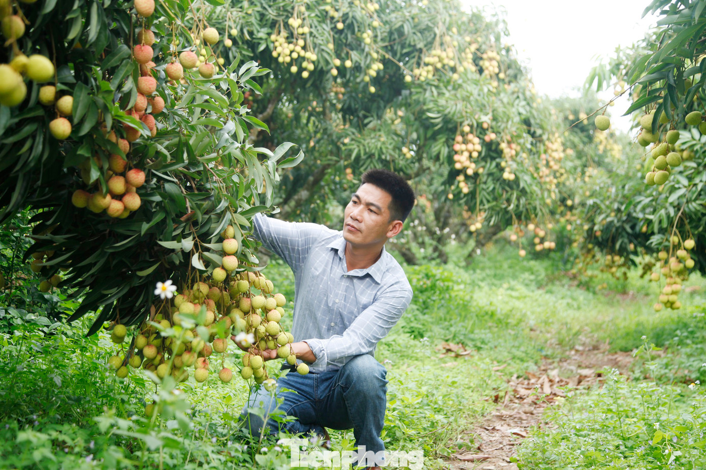 Anh Phương cho biết, năm nay do thời tiết thay đổi, anh để vải thiều ra lộc đợt 2, rồi làm kỹ thuật ép cây ra hoa. Các năm trước, anh để cây vải ra lộc đợt 3, rồi mới ép cây ra hoa. Sự thay đổi về kỹ thuật canh tác này giúp vườn vải nhà anh đậu nhiều quả. Ảnh: Nguyễn Thắng.