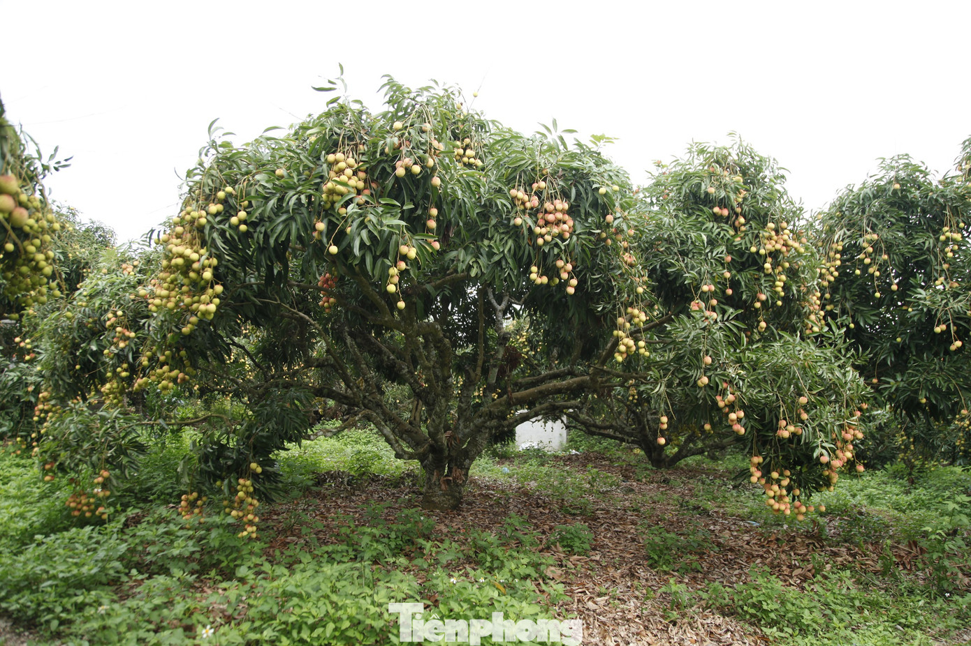 Theo Sở Công Thương tỉnh Bắc Giang, năm nay tổng sản lượng vải thiều tỉnh Bắc Giang ước đạt khoảng 100.000 tấn. Năm ngoái, tỉnh Bắc Giang đạt hơn 200.000 tấn vải thiều. Đến ngày 27/5, tỉnh Bắc Giang tiêu thụ hơn 13.600 tấn vải thiều. Ảnh: Nguyễn Thắng.