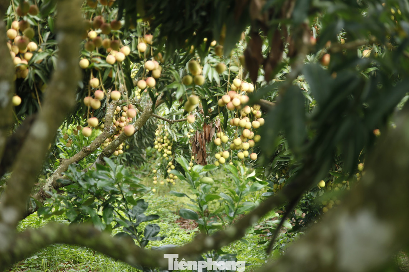 Theo Phòng Kinh tế và Hạ tầng huyện Lục Ngạn, hình thức tiêu thụ vải thiều ở huyện Lục Ngạn chủ yếu là bán quả vải tươi (chiếm khoảng 80%), ngoài ra chế biến vải thiều tại chỗ bằng các hình thức sấy khô, đóng hộp, ép nước. Ảnh: Nguyễn Thắng.