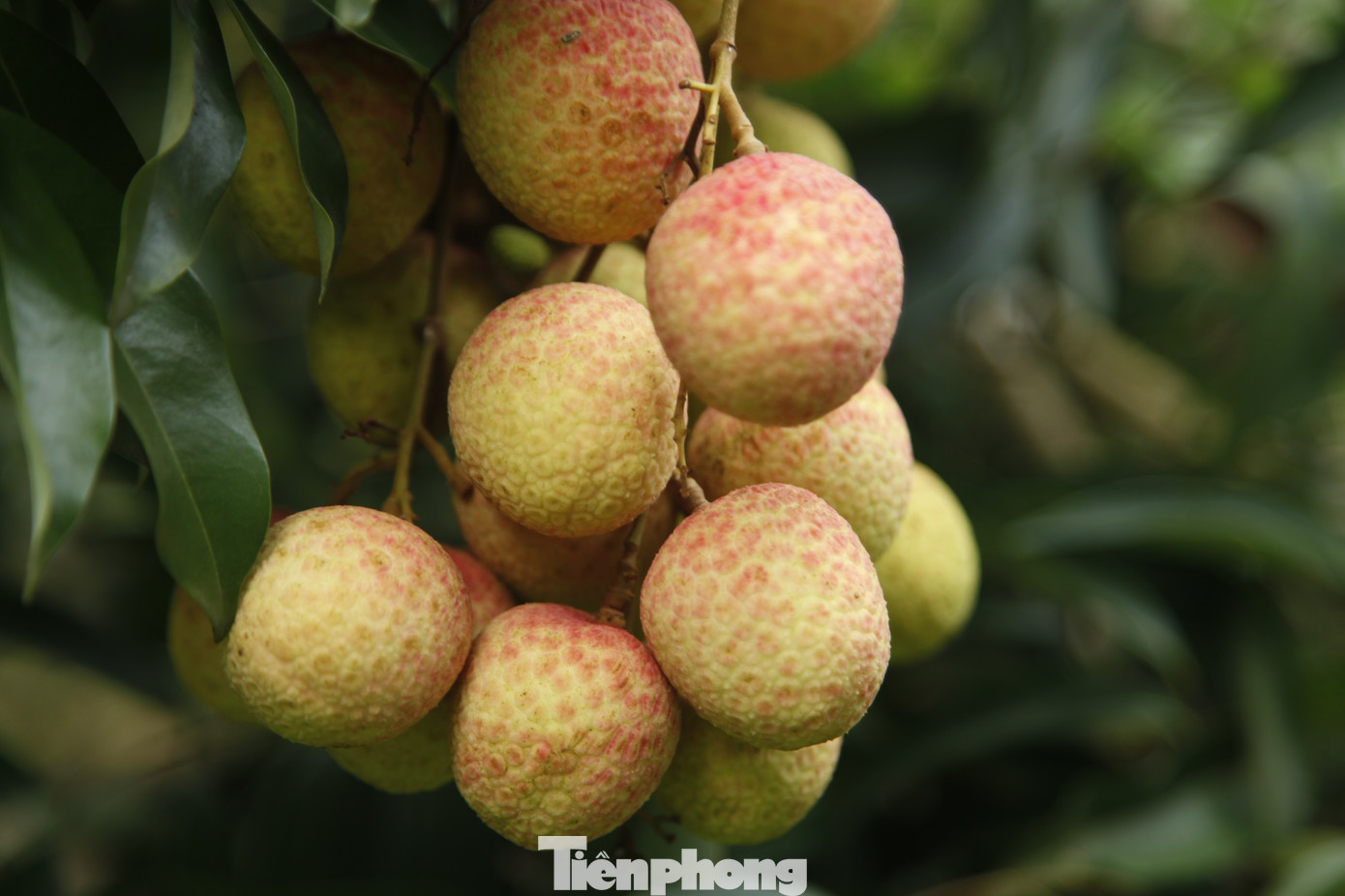 Hiện nay, vải thiều loại đẹp có giá bán từ 30.000 - 50.000 đồng/kg, anh Phương nhẩm tính vườn vải nhà anh có thể thu lãi hàng trăm triệu đồng. Giá vải thiều cao hơn 10.000 - 15.000 đồng so với năm ngoái. Ảnh: Nguyễn Thắng.