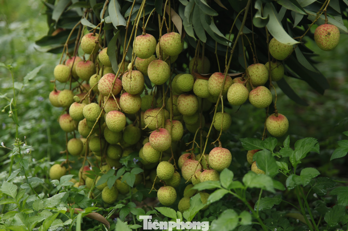 Cây vải thiều vườn nhà anh Phương đậu quả rủ xuống đất. Ảnh: Nguyễn Thắng.