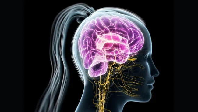 Hormone mới được tạo ra trong não và sau đó được đưa đến cơ thể thông qua đường máu. (Ảnh: SCIEPRO)