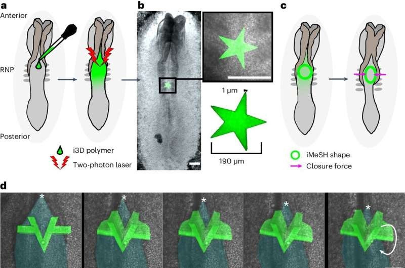 In sinh học i3D với vị trí, hình học và độ cứng được xác định chính xác. (Ảnh: Nature Materials (2024). In sinh học i3D với vị trí, hình học và độ cứng được xác định chính xác. (Ảnh: Nature Materials (2024).