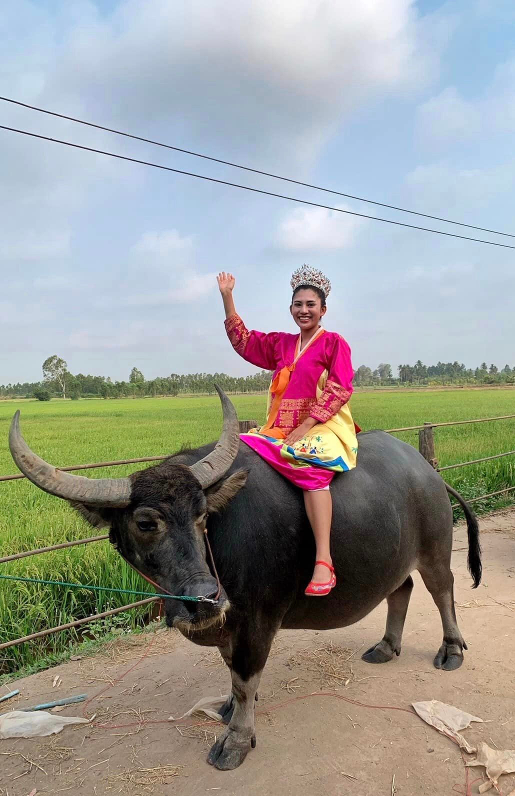 Thậm chí có người đẹp cưỡi trâu để lên đường dự thi Hoa hậu Hòa bình Thái Lan 2023.