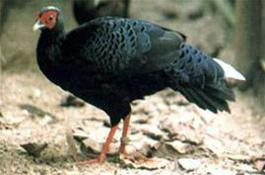 Gà lôi lam đuôi trắng (Lophura hatinhensis). Ảnh: Karen Phillipps. Nguồn : vncreatures.net Gà lôi lam đuôi trắng (Lophura hatinhensis). Ảnh: Karen Phillipps. Nguồn : vncreatures.net