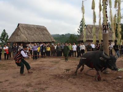 Khi không còn săn máu người, tộc Cơ tu sẽ phải săn máu bằng lễ đâm trâu