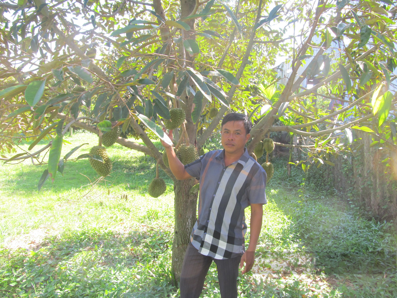 Từ trồng sầu riêng, nhiều nông dân xã Long Phước, TP Bà Rịa, tỉnh Bà Rịa - Vũng Tàu có thu nhập cao. Đến nay, sầu riêng xã Long Phước đã được UBND tỉnh Bà Rịa – Vũng Tàu quyết định công nhận là sản phẩm OCOOP 3 sao. Ảnh: Nguyễn Văn Minh