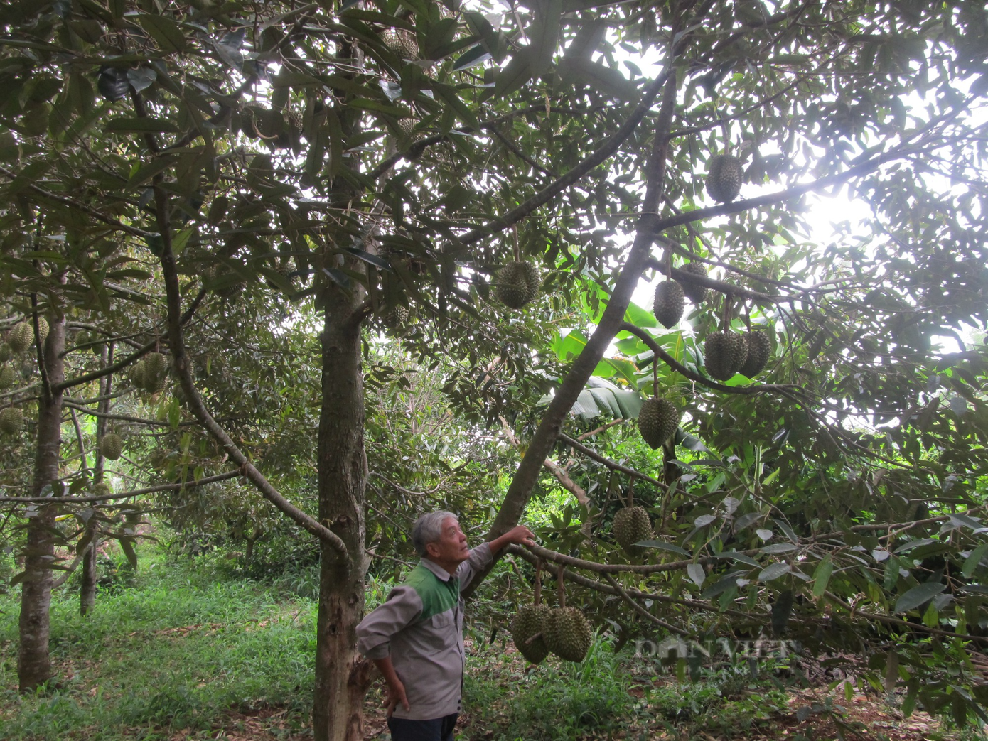 Ông Hướng nói thêm, từ năm 2016 đến nay năng suất vườn sầu riêng của ông luôn ổn định từ 22 - 24 tấn trái/năm, bình quân với giá sầu riêng 55.000 đồng/kg sau khi trừ chi phí ông thu về lợi nhuận mỗi năm hơn 900 triệu đồng. Ảnh: Nguyễn Văn Minh.