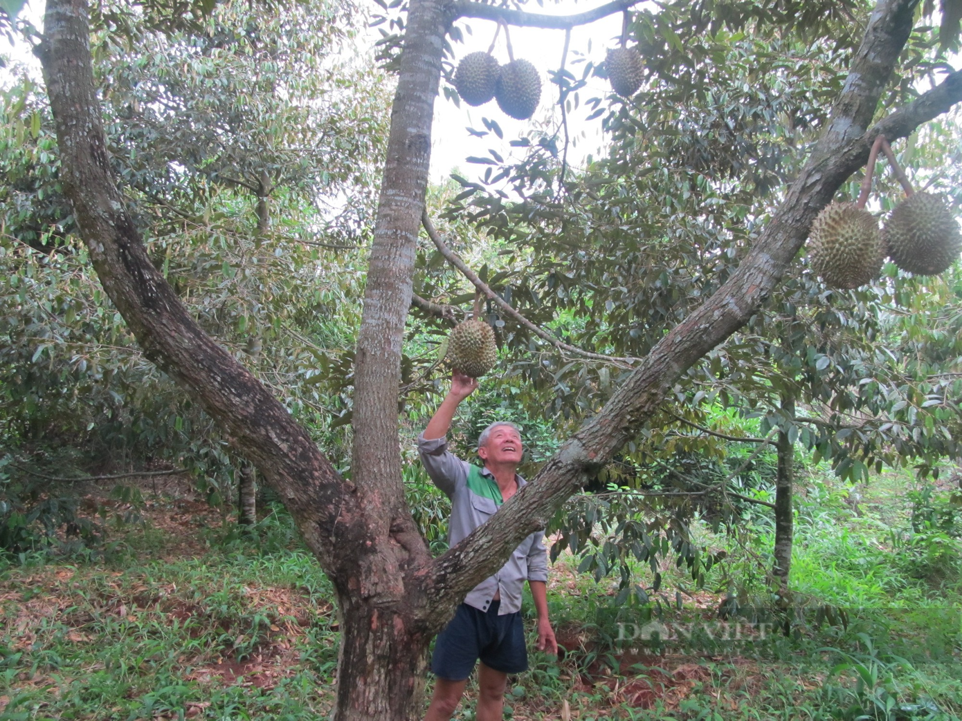 Với 1,2 ha trồng sầu riêng, ông Nguyễn Văn Hướng - nông dân xã Long Phước, thành phố Bà Rịa, tỉnh Bà Ria - Vũng Tàu thu lãi hơn 900 triệu đồng/năm. Ảnh: Nguyễn Văn Minh