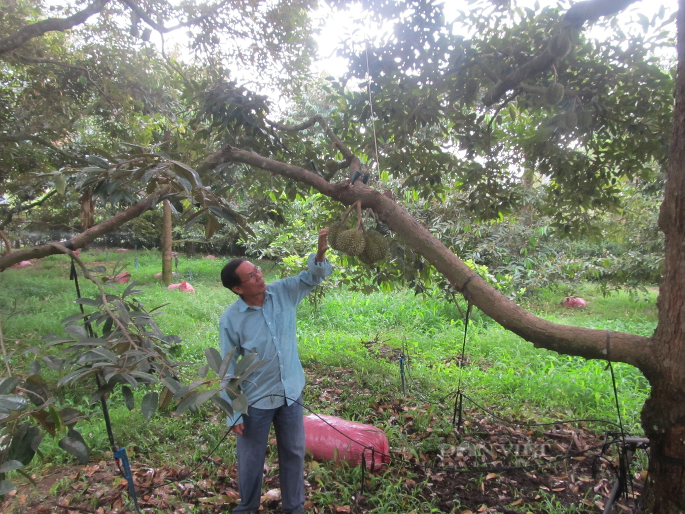 Anh Văn Văn Danh là trong những một nông dân tiên phong trồng cây sầu riêng ở xã Long Phước, TP Bà Rịa, tỉnh Bà Rịa - Vũng Tàu. Anh Danh chia sẻ: "Từ khi sầu riêng của tôi cho trái (vào năm 2005 ) đến nay, tôi chưa bao giờ bị thua lỗ". Ảnh: Nguyễn Văn Minh.