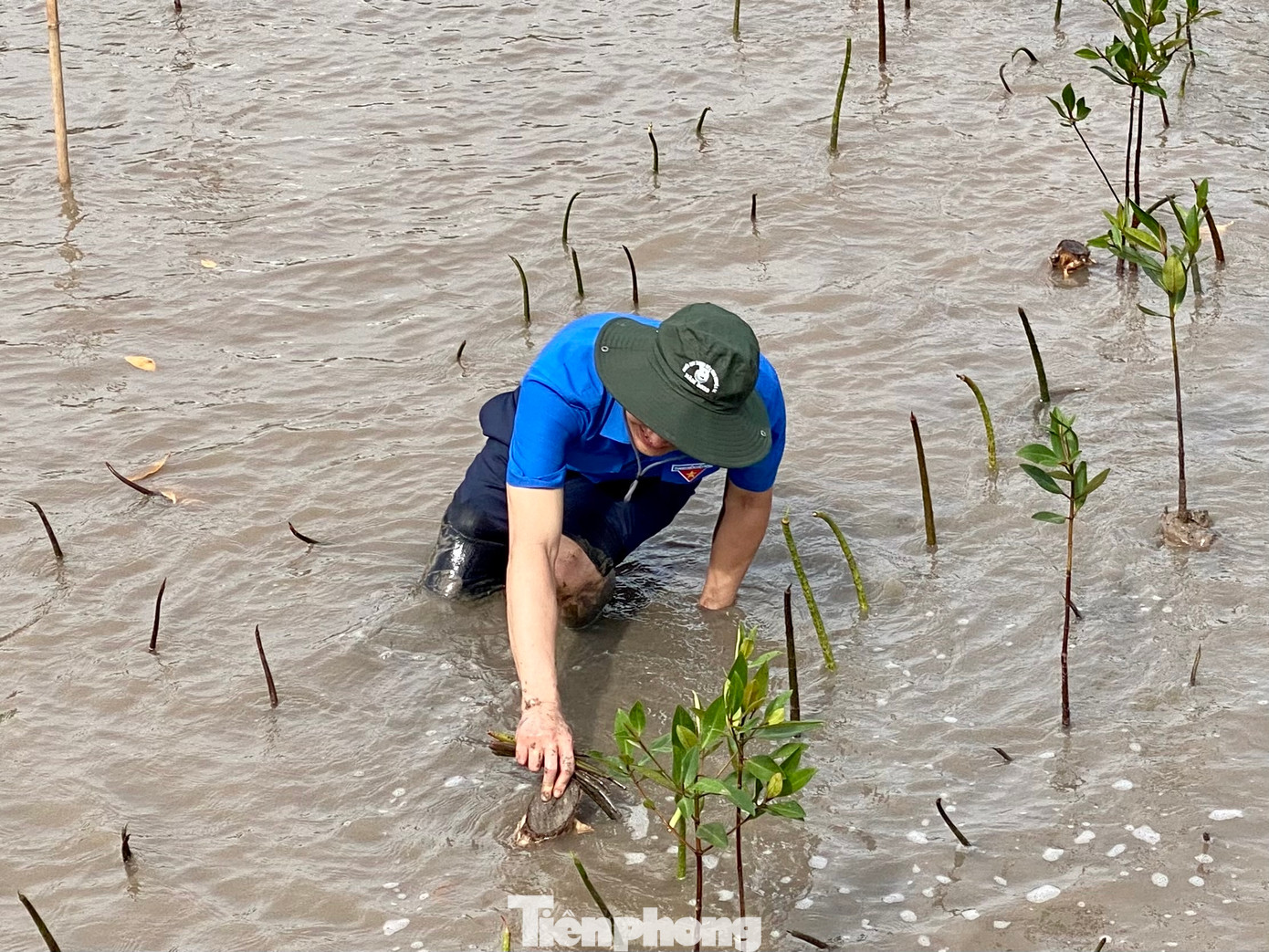 Hàng trăm bạn trẻ tham gia trồng cây trên bãi sình.