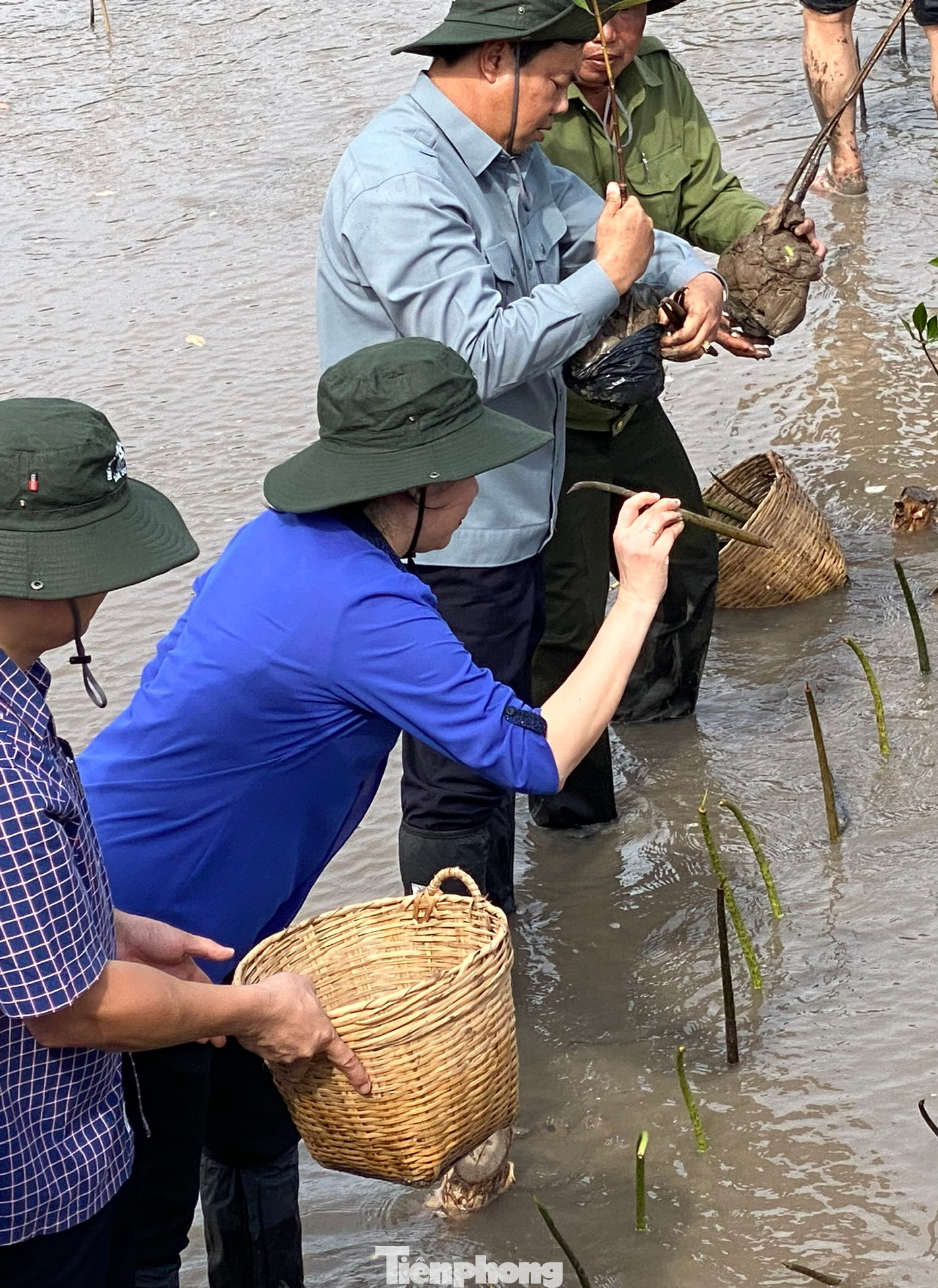 Phó Chủ tịch nước Võ Thị Ánh Xuân thử nghiệm tung mầm đước để đầu nặng rơi thẳng đứng tự cắm xuống bùn như ngoài tự nhiên mầm rơi từ trên xuống.
