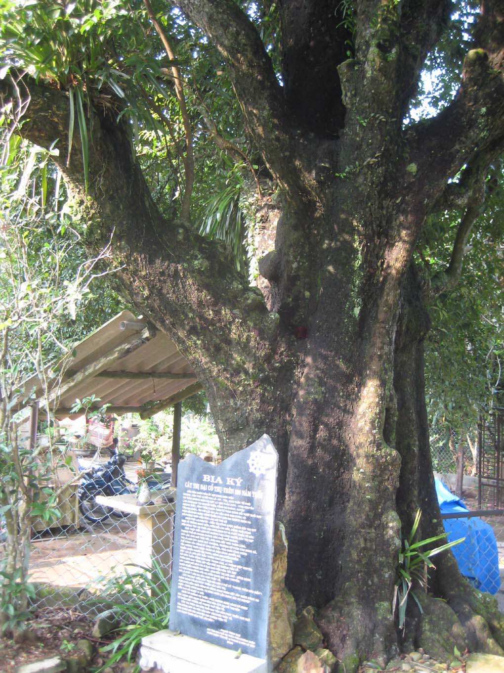 Cây thị ở nhà thờ họ Thân làng Dương Xuân Hạ. Ảnh: Thân Trọng Ninh