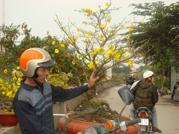Ông Bùi Văn Ất chuẩn bị chở cây mai từ chợ hoa Quảng Bá (Hà Nội) về Trung Hòa - Nhân Chính (Hà Nội) với giá 100 nghìn đồng.