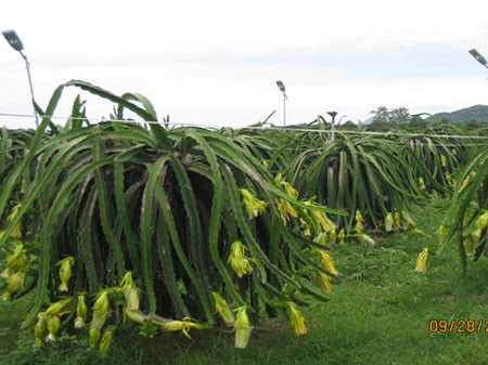 Hình ảnh sau khi chong đèn bằng bóng đèn cao áp.