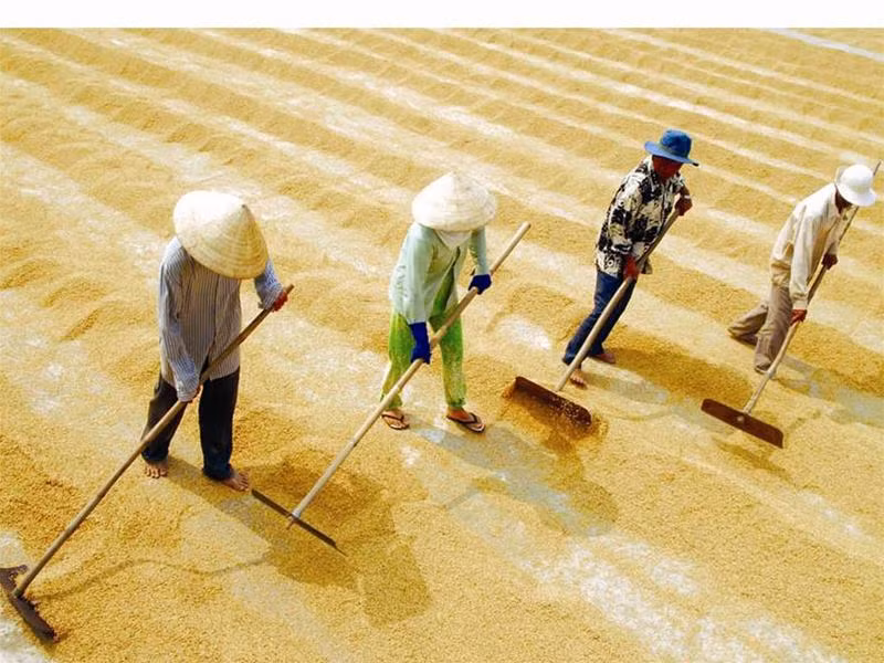 Nông dân Việt Nam không được hưởng lợi tương xứng từ hạt lúa mình sản xuất ra. Ảnh: L.H.Vũ