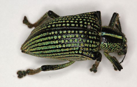 Loài mọt “kim cương” cực hiếm mới được phát hiện. Loài mọt “kim cương” cực hiếm mới được phát hiện