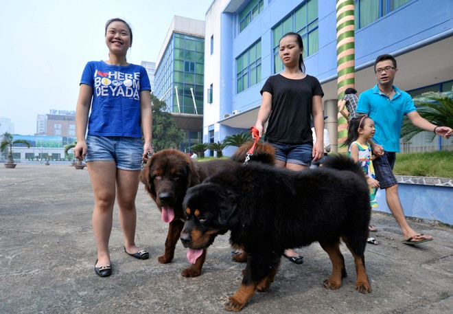 Trần Ngọc Linh và hai chú chó Ngao Tây Tạng thân yêu của mình. Một con được đặt tên La 19 tháng tuổi (gần 50kg), là giống “hổ đầu” không có bờm, lông đen rậm. Con còn lại tên Lì hơn 9 tháng tuổi (gần 40kg) thuộc giống chó “đại sư đầu”, trông hùng dũng như một chú sư tử con 