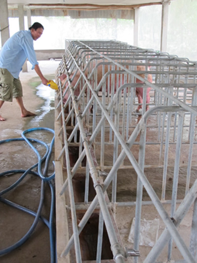 Ông Bảy Cao trong trại heo hiện đại càng nuôi càng lỗ ẢNH: TIẾN HƯNG