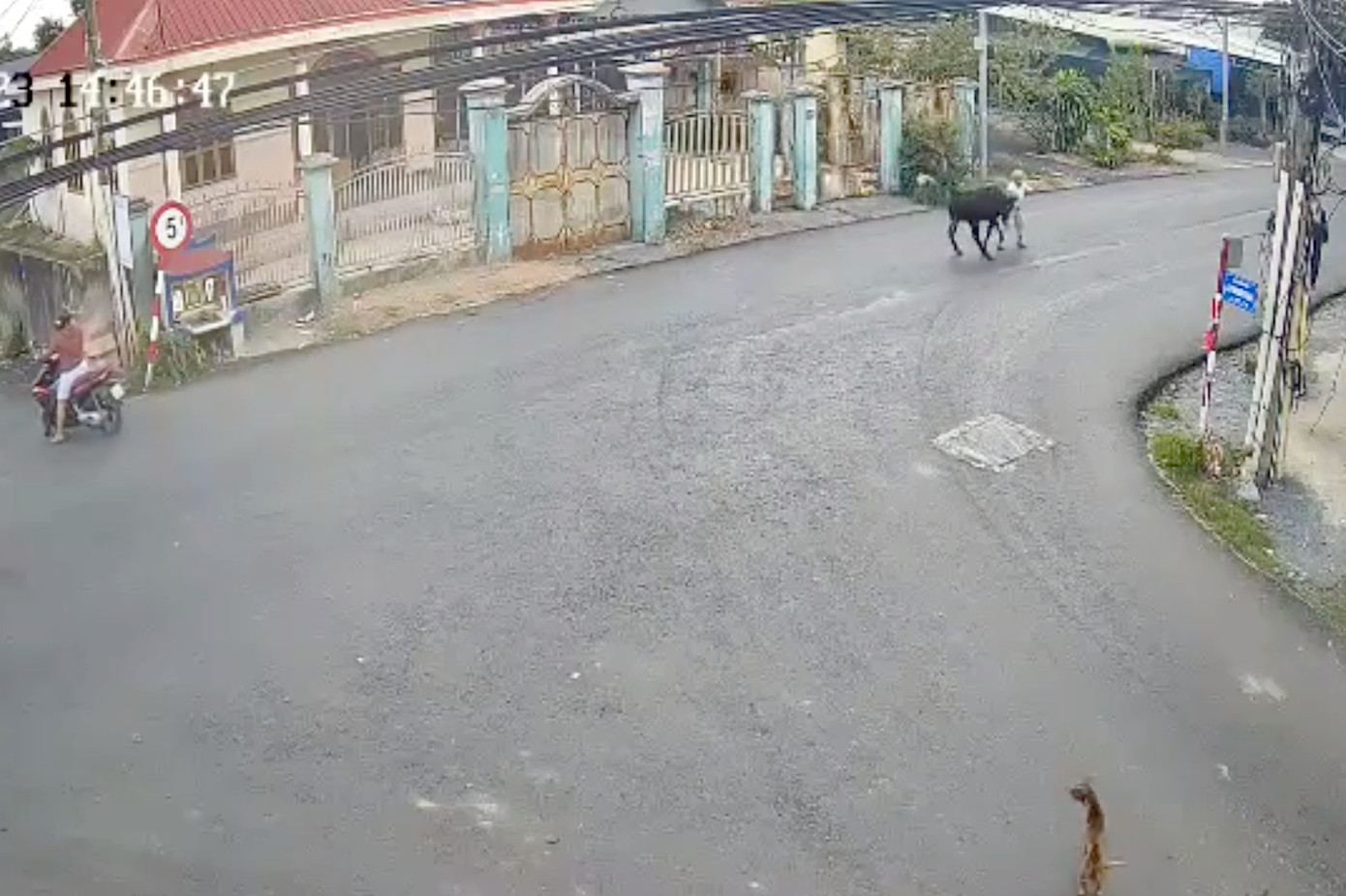 Camera ghi lại cảnh cụ bà bị con bò húc (Ảnh cắt từ clip). Camera ghi lại cảnh cụ bà bị con bò húc (Ảnh cắt từ clip).