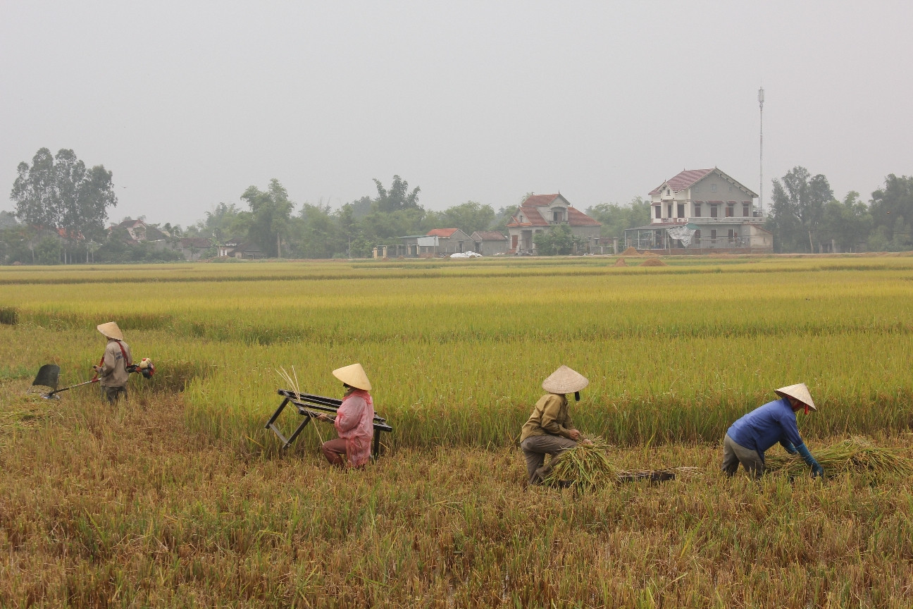 Người dân vội vàng thu hoạch lúa trước bão